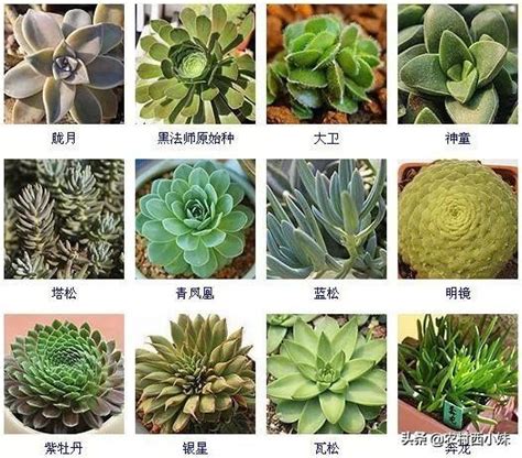 品種大全多肉植物名稱|42 種高人氣多肉植物介紹與照顧方式 